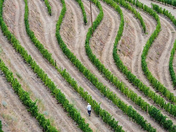 Eggers, Julie 아티스트의 Portugal-Douro Valley-Terraced vineyards lining the hills작품입니다.